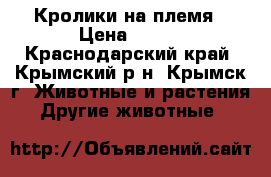 Кролики на племя › Цена ­ 350 - Краснодарский край, Крымский р-н, Крымск г. Животные и растения » Другие животные   